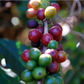Sognakrut Espresso 1kg Sognefjord Kaffibrenneri