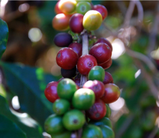 Sognakrut Espresso 1kg Sognefjord Kaffibrenneri