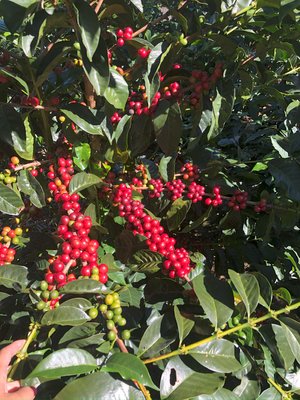 Julekaffi - Peru 250g Sognefjord Kaffibrenneri